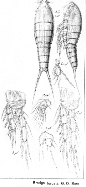 Bradya furcata from Sars, G.O. 1920 Bradya furcata from Sars, G.O. 1920