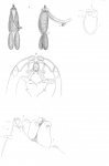 Clavella macrotrachelus from Brian, A 1906