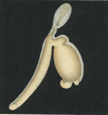 Clavella macrotrachelus from Brian, A 1906 Clavella macrotrachelus from Brian, A 1906