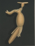 Clavella sciaenae from Brian, A 1906