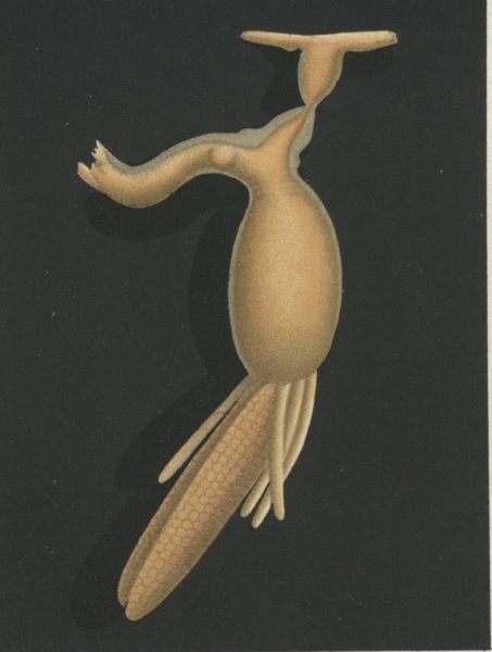 Clavella sciaenae from Brian, A 1906 Clavella sciaenae from Brian, A 1906