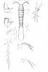 Cletodes abyssicola from Scott, T. & A. 1901