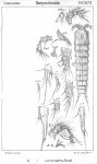 Cletodes curvirostris from Sars, G.O. 1909