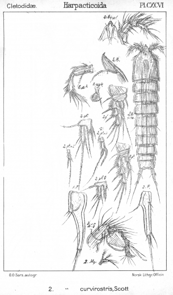 Cletodes curvirostris from Sars, G.O. 1909 Cletodes curvirostris from Sars, G.O. 1909