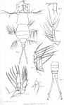 Copilia brucii from Thompson 1888