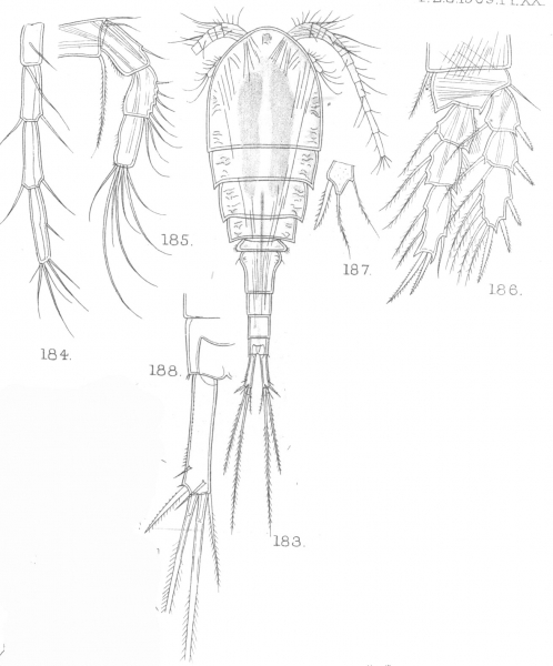 Cyclops agiloides from Sars, G.O. 1909 Cyclops agiloides from Sars, G.O. 1909