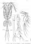Cyclops angustus from Sars, G.O. 1909