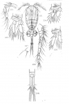 Cyclops attenuatus from Sars, G.O. 1909