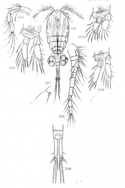 Cyclops attenuatus from Sars, G.O. 1909 Cyclops attenuatus from Sars, G.O. 1909
