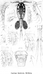 Copepoda