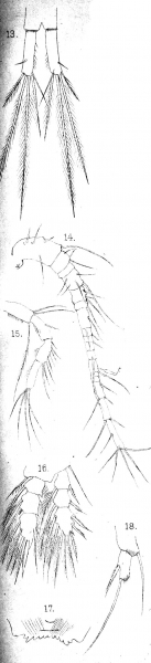Cyclops bodamicus from Vosseler 1886 Cyclops bodamicus from Vosseler 1886
