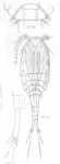 Cyclops dubius from Sars, G.O. 1909