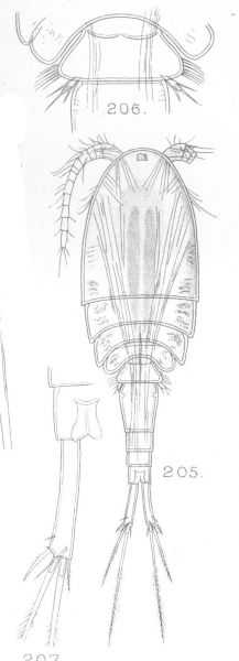 Cyclops dubius from Sars, G.O. 1909 Cyclops dubius from Sars, G.O. 1909