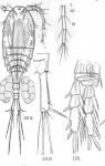 Cyclops euacanthus from Sars, G.O. 1909