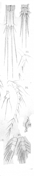 Cyclops pentagonus from Vosseler 1886 Cyclops pentagonus from Vosseler 1886