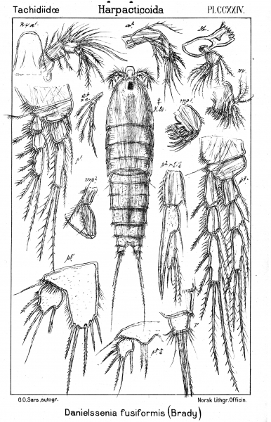 Danielssenia fusiformis from Sars, G.O. 1909 Danielssenia fusiformis from Sars, G.O. 1909