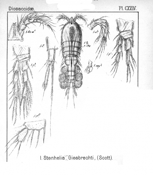 Delavalia giesbrechti from Sars, G.O. 1906 Delavalia giesbrechti from Sars, G.O. 1906