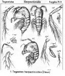 Tegastes harpactoides from Sars, G.O. 1911