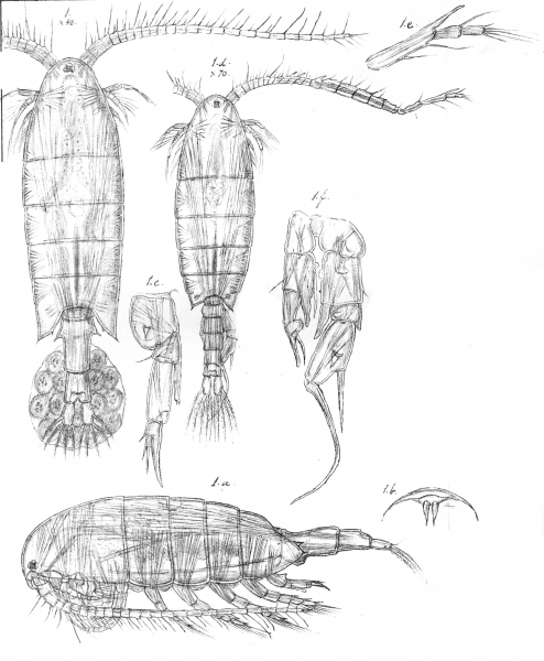 Diaptomus acutilobatus from Sars, G.O. 1903 Diaptomus acutilobatus from Sars, G.O. 1903