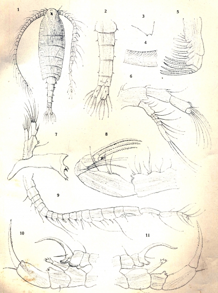 Diaptomus bouvieri from Daday 1910 Diaptomus bouvieri from Daday 1910