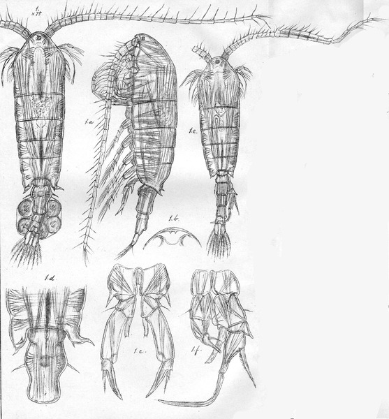 Diaptomus paulseni from Sars, G.O. 1903 Diaptomus paulseni from Sars, G.O. 1903