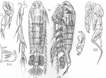 Diaptomus stuhlmanni from Sars, G.O. 1909