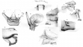 Branchiura
