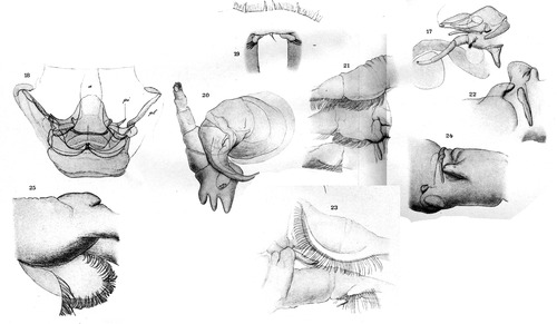 Dolops longicauda from Thiele 1904 Dolops longicauda from Thiele 1904