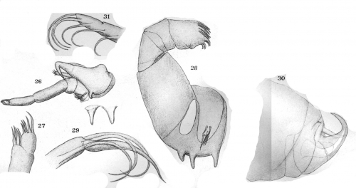 Dolops ranarum from Thiele 1904 Dolops ranarum from Thiele 1904