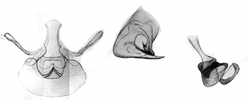 Dolops reperta from Thiele 1904 Dolops reperta from Thiele 1904