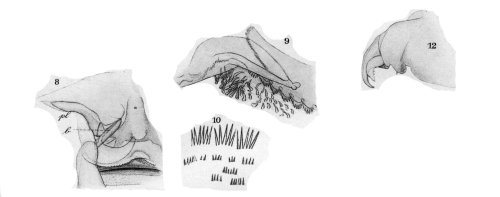 Dolops striata from Thiele 1904 Dolops striata from Thiele 1904
