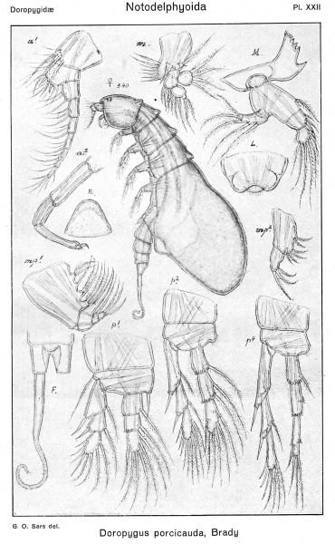 Doropygus porcicauda from Sars, G.O. 1921 Doropygus porcicauda from Sars, G.O. 1921