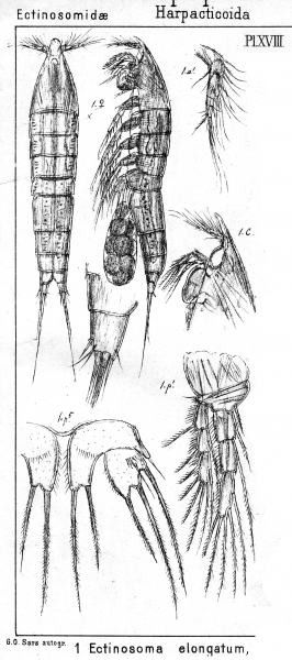 Ectinosoma elongatum from Sars, G.O. 1904 Ectinosoma elongatum from Sars, G.O. 1904