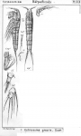 Ectinosoma gracile from Sars, G.O. 1904