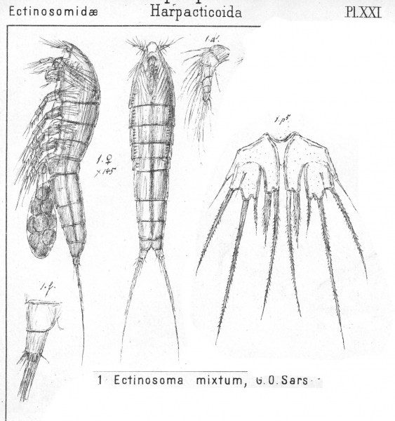 Ectinosoma mixtum from Sars, G.O. 1904 Ectinosoma mixtum from Sars, G.O. 1904