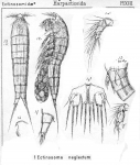 Ectinosoma neglectum from Sars, G.O. 1904