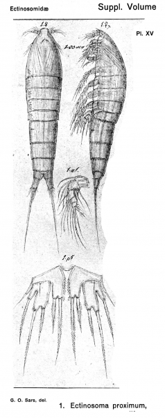Ectinosoma proximum from Sars, G.O. 1919 Ectinosoma proximum from Sars, G.O. 1919