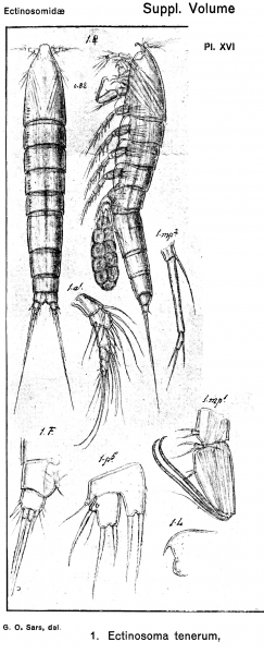 Ectinosoma tenerum from Sars, G.O. 1920 Ectinosoma tenerum from Sars, G.O. 1920