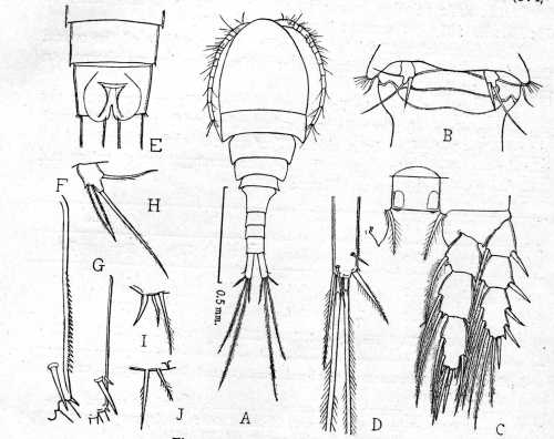Eucyclops nagasaki from Uéno 1934 Eucyclops nagasaki from Uéno 1934