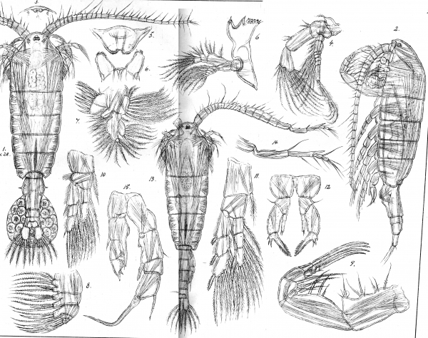 Hemidiaptomus ignatovi from Sars, G.O. 1903 Hemidiaptomus ignatovi from Sars, G.O. 1903