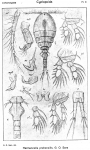 Herrmannella prehensilis from Sars, G.O. 1918