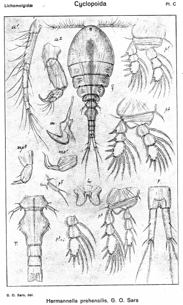Herrmannella prehensilis from Sars, G.O. 1918 Herrmannella prehensilis from Sars, G.O. 1918