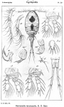 Herrmannella tenuicaudis from Sars, G.O. 1918