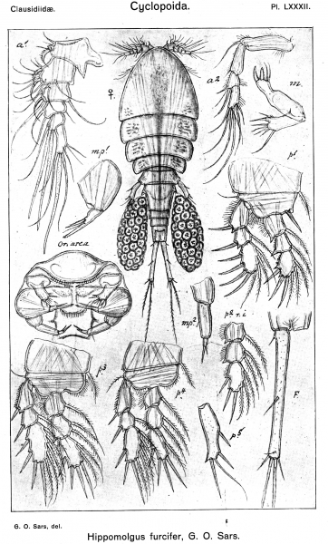 Hippomolgus furcifer from Sars, G.O. 1917 Hippomolgus furcifer from Sars, G.O. 1917