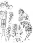 Ilyophilus perplexus from Sars, G.O. 1909