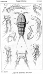 Laophonte abbreviata from Sars, G.O. 1920