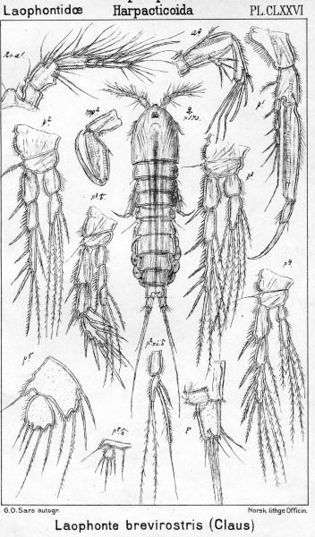 Laophonte brevirostris from Sars, G.O. 1908 Laophonte brevirostris from Sars, G.O. 1908