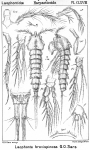 Laophonte brevispinosa from Sars, G.O. 1908