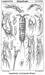 Laophonte curticaudata from Sars, G.O. 1908