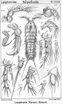 Laophonte koreni from Sars, G.O. 1908